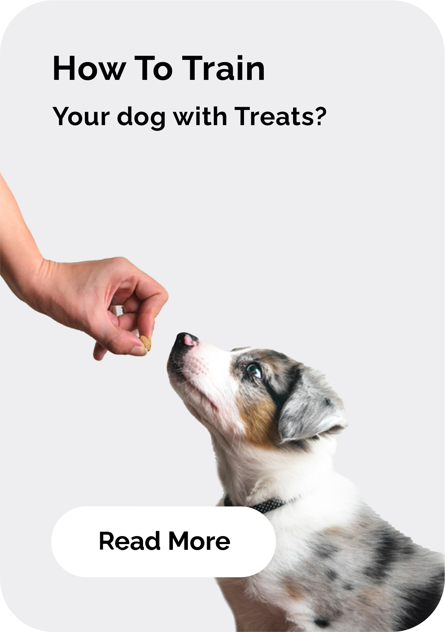 How To Train Your Dog With Treats?
